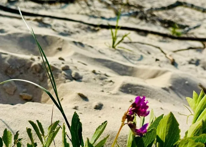 Komfortables An Der Ostseekueste By Interhome Semesterbostad